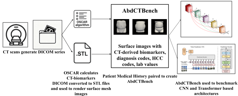 Sample 2D abdominal surface meshes from the AbdCTBench dataset